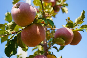 A large apple orchard. The harvest period.