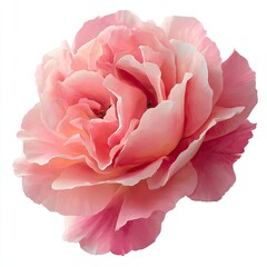 Close-up of a  pale pink rose, with soft, overlapping petals