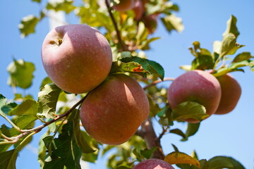 A large apple orchard. The harvest period.