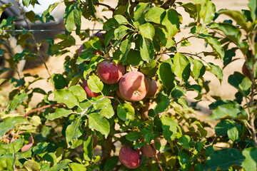 A large apple orchard. The harvest period.