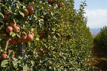 A large apple orchard. The harvest period.