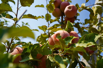 A large apple orchard. The harvest period.