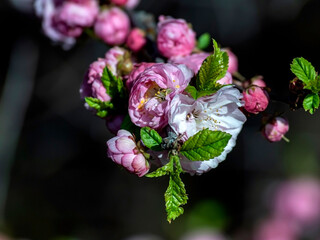 beautiful sakura blossomed in the city garden