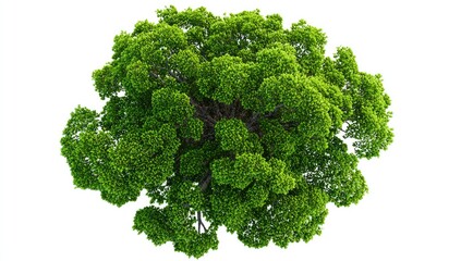 Overhead view of a lush green tree canopy (1)