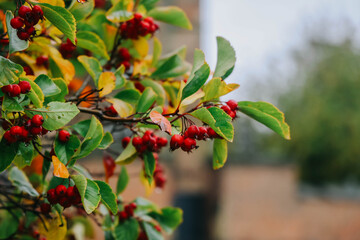Close up of red berries on the tree.