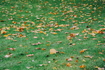 Autumn leaves on green grass in the park.