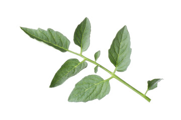 Obraz premium Tomato plant branch with green leaves isolated on white