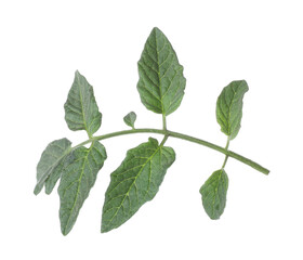 Tomato plant branch with green leaves isolated on white
