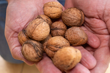 Hand holding fresh walnuts, a healthy component of the daily diet.