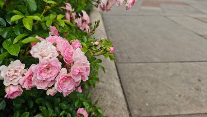 Delicate pink roses blooming beside a stone walkway with empty space on the right. Concept of natural beauty and floral elegance with room for text or design
