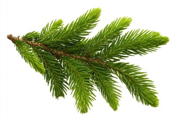 Close-up of a vibrant green fir branch (1)