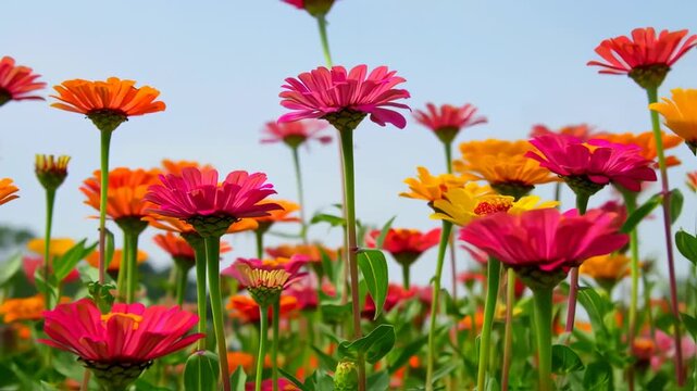 Vibrant zinnias in a field, various colors