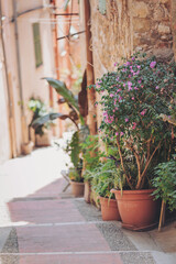 Charming narrow alleyway adorned with colorful flower pots in a sunlit Mediterranean village setting