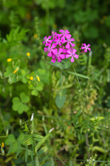 Fototapeta premium Pink Wildflowers Blooming in a Korean Forest Meadow