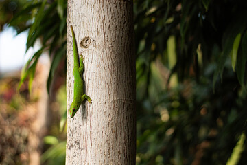 A vibrant, detailed close-up of a green day gecko of a tree. The gecko's bright, neon-green skin and distinctive red markings stand out against the soft, natural background.