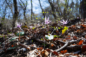 Wild Erythronium Japonicum Flowers Blooming in Korean Forest
