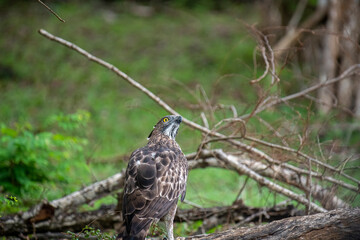 A regal Changeable Hawk-Eagle perches majestically on a tree branch, its striking crest and keen eyes observing the vibrant, green forest surroundings of Sri Lanka.