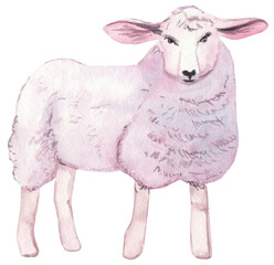 Watercolor illustration of a sheep. Perfect for farm scenes, nativity illustrations, children’s books, and cozy pastoral designs.