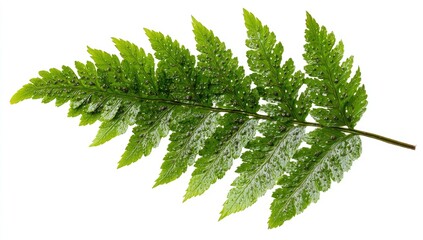 Close-up of fern frond with small dots