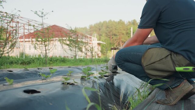 male farmer kneels on black mulch, grips wooden handle to burrow soil holes for new seedlings, closeup view captures soil tumbling around tool tip with surrounding plants and greenery in sunlit field