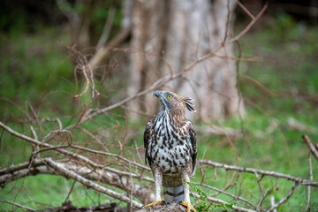 A regal Changeable Hawk-Eagle perches majestically on a tree branch, its striking crest and keen eyes observing the vibrant, green forest surroundings of Sri Lanka.
