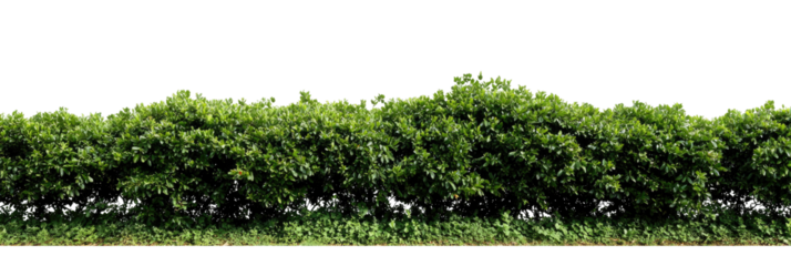 Dense green hedge line (1)