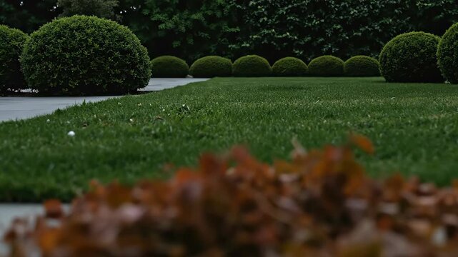 Low angle view of manicured garden with green lawn and topiary bushes. cinematic close-up with shallow depth of field. landscape design and garden maintenance concept. banner for gardening services