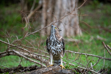 A regal Changeable Hawk-Eagle perches majestically on a tree branch, its striking crest and keen eyes observing the vibrant, green forest surroundings of Sri Lanka.