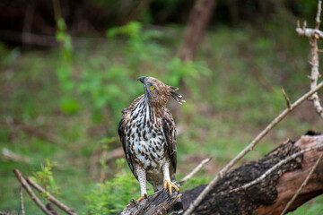 A regal Changeable Hawk-Eagle perches majestically on a tree branch, its striking crest and keen eyes observing the vibrant, green forest surroundings of Sri Lanka.