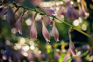 Close-up of purple flower buds with dew and bokeh