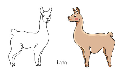 Lama