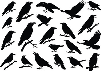 Crow bird silhouettes perched on branches and flying, black raven vector illustration set, wildlife design for tattoo, logo, and decoration