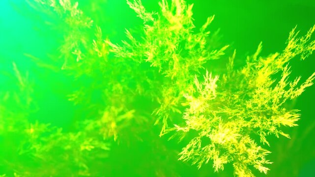 detailreiche filigrane organische Struktur &ndash; faszinierendes Gew&auml;chs, Alge, Gewebe, Forschung, Natur, Biologie,  Wissenschaft, Forschung, gr&uuml;n

