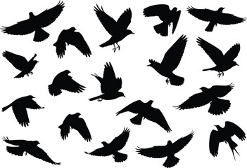 Flying crow bird silhouettes collection, black raven vector set in flight, wildlife illustration design for tattoo, decoration, and logo