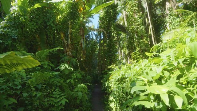 Hawaiian tropical botanical garden. This captivating footage captures the rich diversity of lush green foliage, towering trees, and exotic plant life, offering a serene journey through a natural parad
