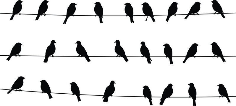 Bird silhouettes on wire, flock of birds perched in rows, black vector illustration, wildlife design, nature pattern, animal clipart collection