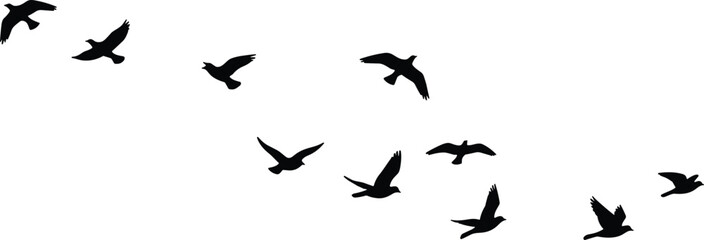 Flying birds silhouette in the sky, flock of birds vector illustration, migration, freedom, wildlife, nature pattern, minimalist black design