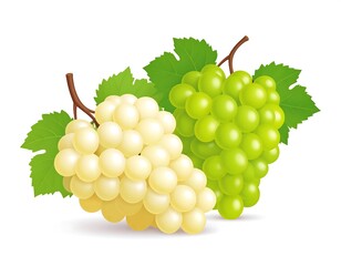 Fresh Green and Yellow Grapes.