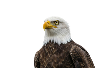Fototapeta premium Majestic Bald Eagle: Profile View, Powerful Bird Photography