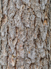Old wood pine bark texture or background.