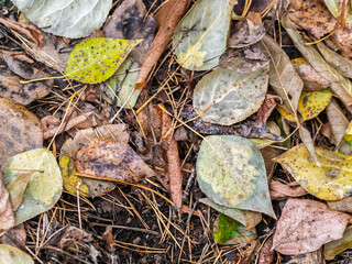 Orange and yellow fallen leaves in the sunlight.