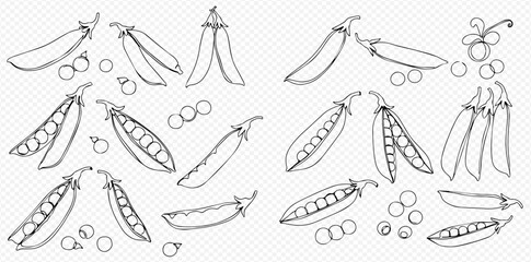 Fototapeta premium A collection of hand-drawn line art illustrations depicting various pea pods, some open with peas visible, and scattered individual peas.