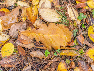 Orange, brown and yellow fallen oak leaves in the sunlight.