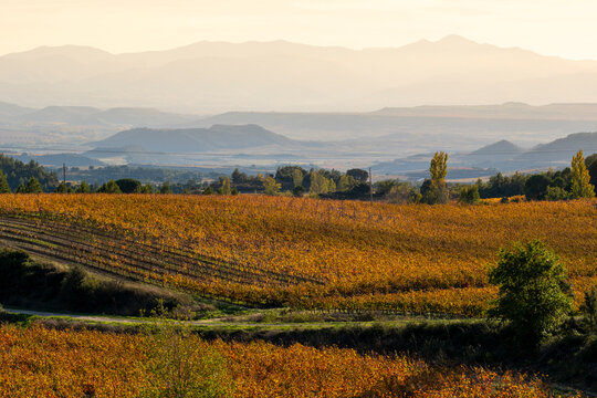 Autumn vineyards in La Rioja Spain with distant mountain silhouettes at sunset and vineyard rows glowing with seasonal red and golden leaves across the hills