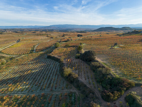 Autumn vineyards in La Rioja Spain with panoramic rows extending over hills, symbolizing agriculture, tradition, and winemaking heritage of the denomination region