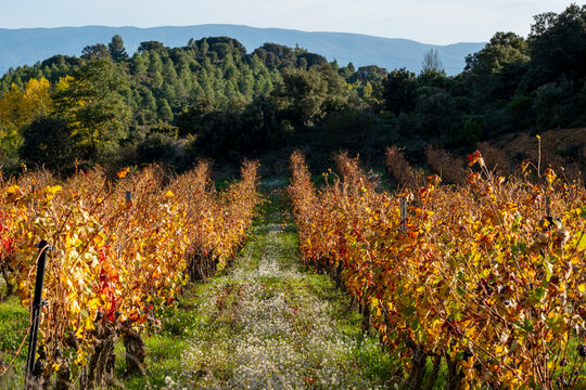 Autumn vineyards in La Rioja Spain with warm light and colorful rows of vines framed by trees and natural vegetation in the Iberian countryside landscape