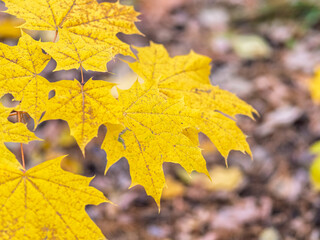 Maple branches with yellow leaves in autumn, in the light of sunset.