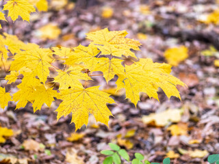 Maple branches with yellow leaves in autumn, in the light of sunset.