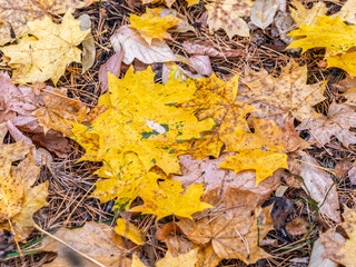 Orange and yellow fallen leaves in the sunlight.