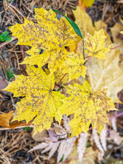 Maple branches with yellow leaves in autumn, in the light of sunset.